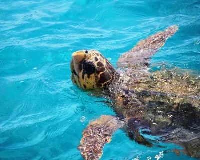 20 Caretta turtles rescued with the help of Rio Mare